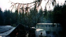trees and tents