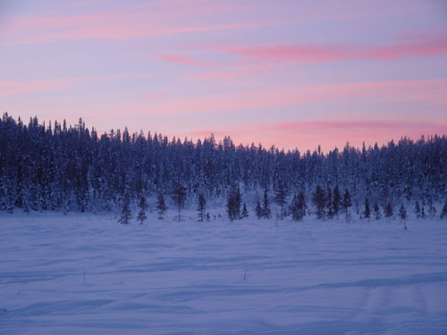 Christmas trees